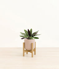 Load image into Gallery viewer, Sandy Pink stand:bamboo