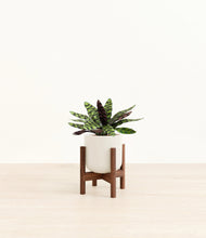 Load image into Gallery viewer, Cotton White stand:walnut