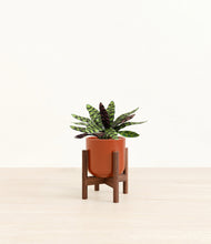 Load image into Gallery viewer, Glossy Red stand:walnut