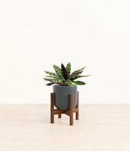 Load image into Gallery viewer, Iron Gray stand:walnut