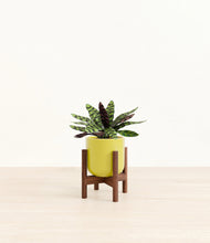 Load image into Gallery viewer, Key Lime Yellow stand:walnut