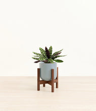 Load image into Gallery viewer, Misty Blue stand:walnut