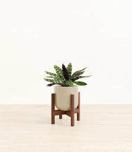 Load image into Gallery viewer, Sage Green stand:walnut