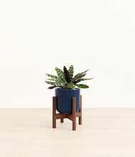 Load image into Gallery viewer, Twilight Blue stand:walnut