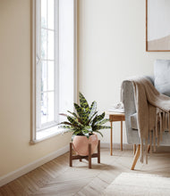 Load image into Gallery viewer, Calm Rose stand:walnut