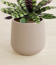 Load image into Gallery viewer, Eternal Gray stand:all