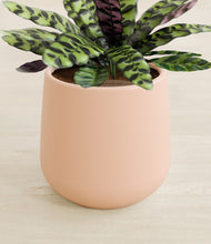 Load image into Gallery viewer, Gentle Pink stand:all