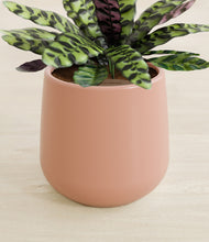 Load image into Gallery viewer, Calm Rose stand:all