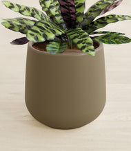 Load image into Gallery viewer, Olive stand:all