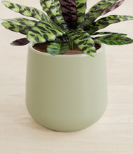 Load image into Gallery viewer, Turquoise stand:all