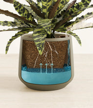 Load image into Gallery viewer, Olive