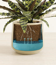 Load image into Gallery viewer, Almond Green