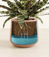 Load image into Gallery viewer, Calm Rose