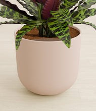 Load image into Gallery viewer, Sandy Pink stand:all