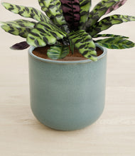 Load image into Gallery viewer, Reactive Aqua stand:all