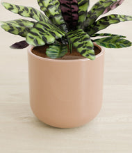 Load image into Gallery viewer, Glossy Pink stand:all