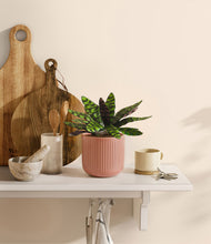 Load image into Gallery viewer, Striped Rose Pink