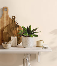 Load image into Gallery viewer, -