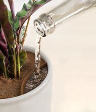 Load image into Gallery viewer, -