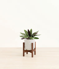 Load image into Gallery viewer, Hammered Ivory stand:walnut