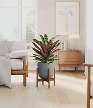 Load image into Gallery viewer, Iron Gray stand:walnut