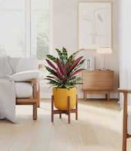 Load image into Gallery viewer, Sunset Orange stand:walnut