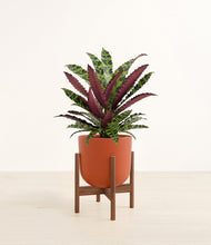 Load image into Gallery viewer, Earth Red stand:walnut