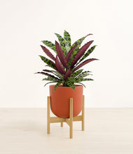 Load image into Gallery viewer, Earth Red stand:bamboo
