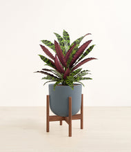 Load image into Gallery viewer, Iron Gray stand:walnut