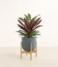 Load image into Gallery viewer, Iron Gray stand:bamboo