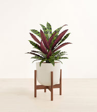 Load image into Gallery viewer, Natural Bamboo stand:walnut