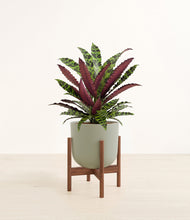 Load image into Gallery viewer, Sage Green stand:walnut