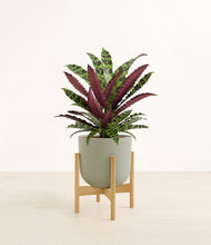 Load image into Gallery viewer, Sage Green stand:bamboo