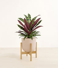 Load image into Gallery viewer, Sandy Pink stand:bamboo