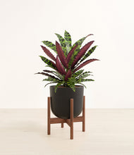 Load image into Gallery viewer, Stone Black stand:walnut