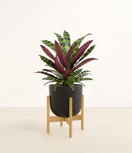 Load image into Gallery viewer, Stone Black stand:bamboo
