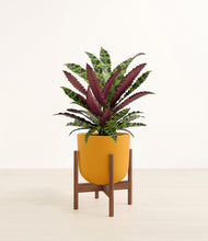 Load image into Gallery viewer, Sunset Orange stand:walnut