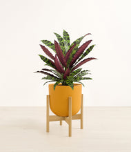 Load image into Gallery viewer, Sunset Orange stand:bamboo
