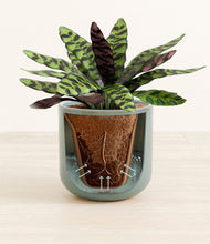 Load image into Gallery viewer, Reactive Aqua stand:all