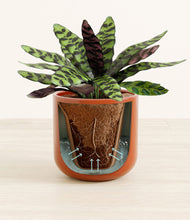 Load image into Gallery viewer, Glossy Red stand:all