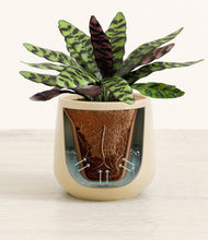 Load image into Gallery viewer, Almond Green stand:all