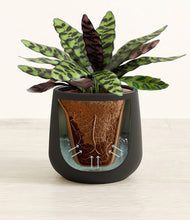 Load image into Gallery viewer, Black stand:all