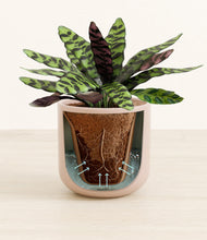 Load image into Gallery viewer, Sandy Pink stand:all