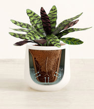 Load image into Gallery viewer, White stand:all