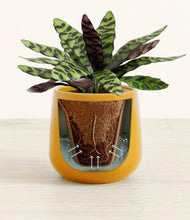 Load image into Gallery viewer, Mustard stand:all