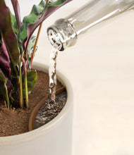 Load image into Gallery viewer, -