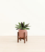 Load image into Gallery viewer, Striped Rose Pink stand:walnut