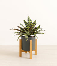 Load image into Gallery viewer, Dark Olive stand:light