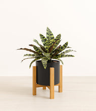 Load image into Gallery viewer, Black stand:light