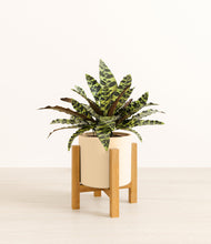 Load image into Gallery viewer, Cream stand:light